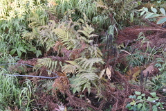 Athyrium distentifolium