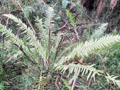 Blechnum nudum
