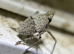 Orgerius