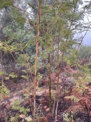 Dasineura rubiformis