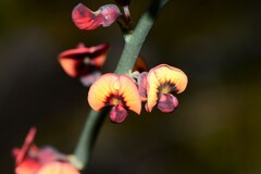 Daviesia brevifolia