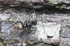 Polyrhachis mjobergi