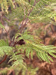 Dasineura rubiformis