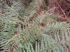 Polystichum proliferum