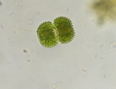 Cosmarium brebissonii