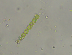 Onychonema filiforme