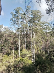 Eucalyptus viminalis