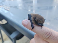Pipistrellus