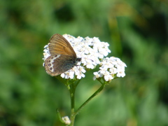 Coenonympha gardetta