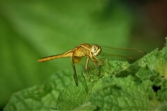Crocothemis servilia