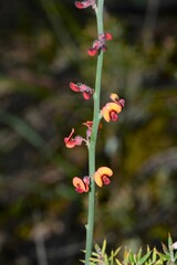 Daviesia brevifolia