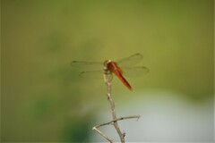 Crocothemis servilia