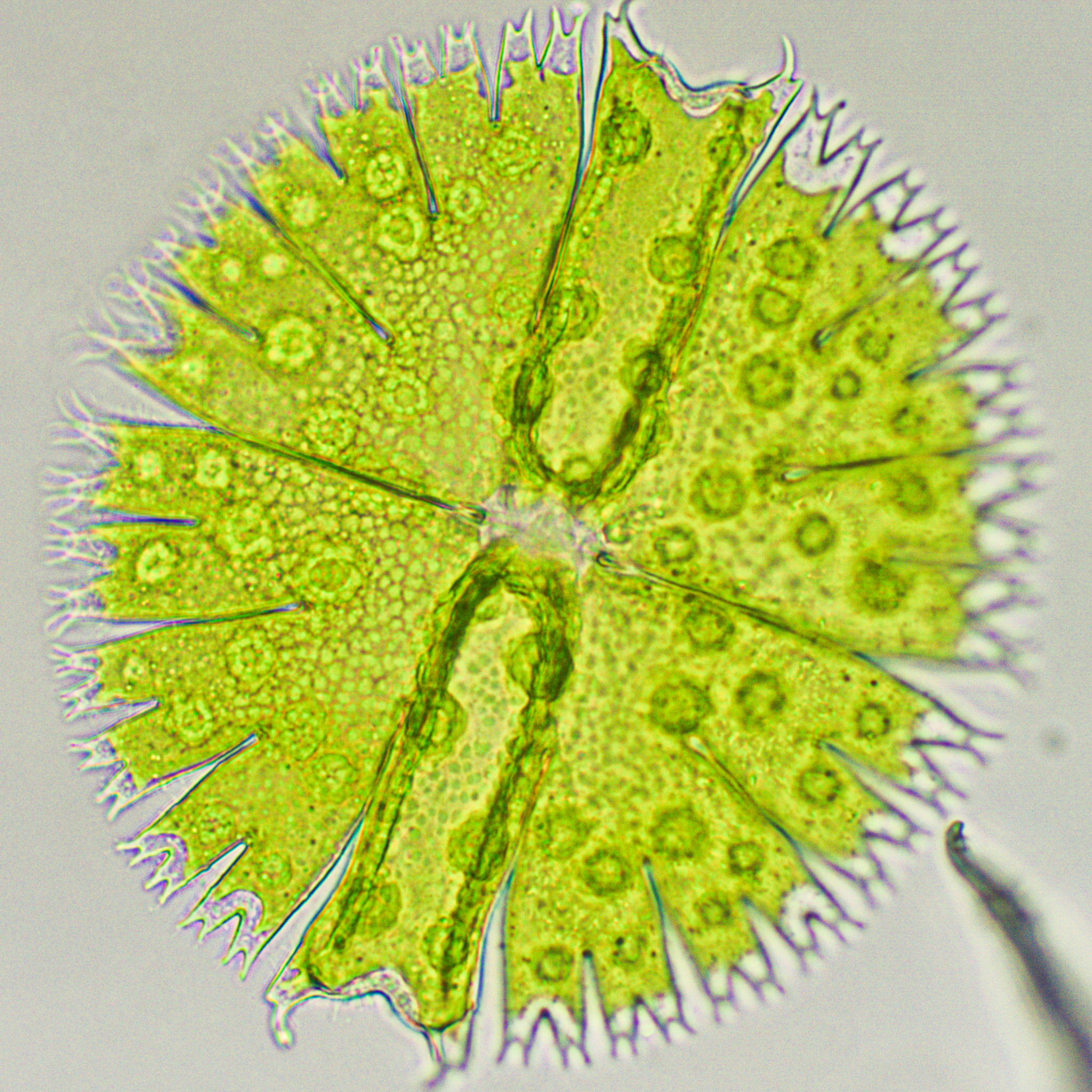 Micrasterias