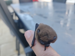 Pipistrellus