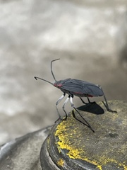 Jadera haematoloma