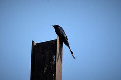 Dicrurus macrocercus