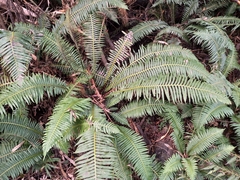 Blechnum nudum