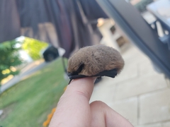 Pipistrellus