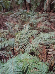 Polystichum proliferum
