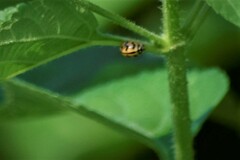 Cheilomenes sexmaculata