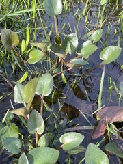 Ornduffia reniformis