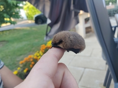 Pipistrellus