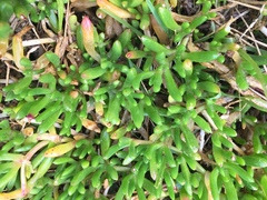 Disphyma crassifolium