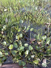 Ornduffia reniformis