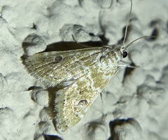 Hellula rogatalis