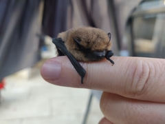 Pipistrellus