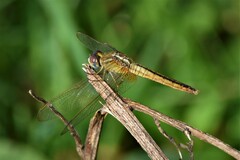 Crocothemis servilia