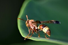 Polistes stigma