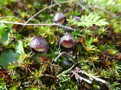 Corybas incurvus