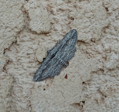 Iridopsis obliquaria