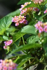 Lantana camara
