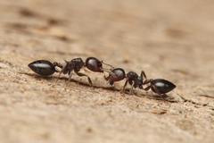 Crematogaster cornigera