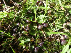 Corybas incurvus