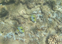 Chaetodon unimaculatus