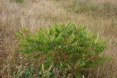 Rhus coriaria