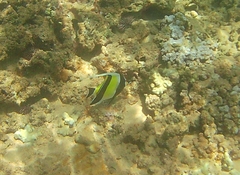 Zanclus cornutus