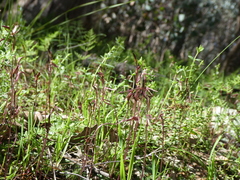Cyrtostylis reniformis
