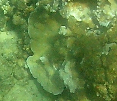 Montipora capitata