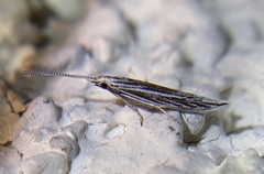 Coleophora discostriata