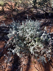 Chenopodium curvispicatum