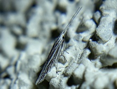 Coleophora discostriata