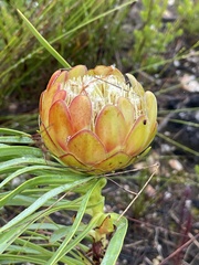 Protea tenax