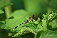 Orthetrum sabina