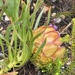 Protea tenax - Photo (c) katrivier, μερικά δικαιώματα διατηρούνται (CC BY-NC)