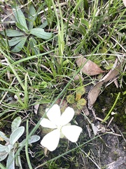 Drosera aberrans