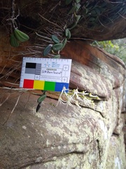 Dendrobium linguiforme